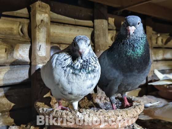 Giribaj pigeon / giribaj kobutor (গিরিবাজ কবুতর)